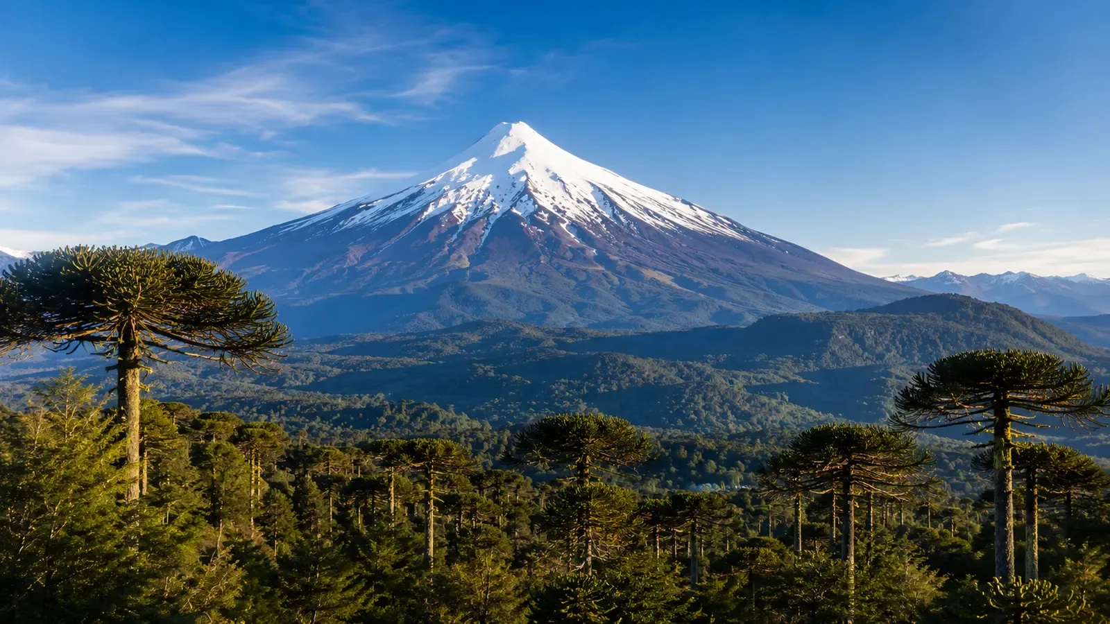 Volcán nevado al fondo de un bosque de araucarias bajo cielo despejado.
